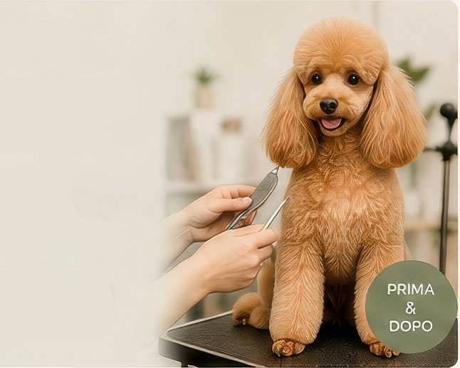 Toelettatura professionale per cani e gatti