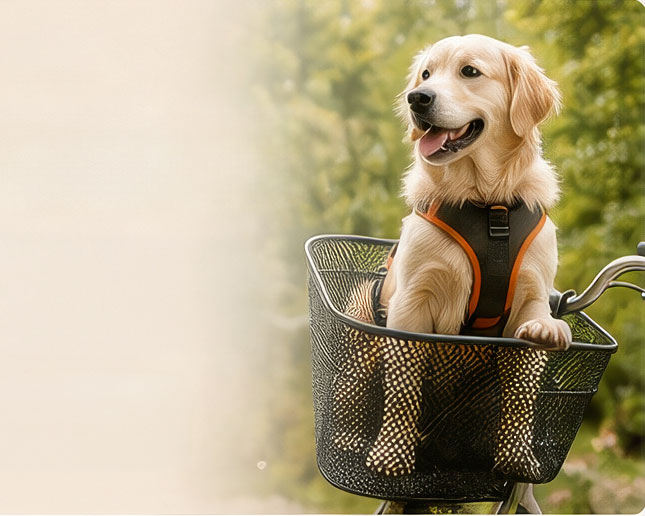 Accessori per la vita quotidiana con il proprio animale